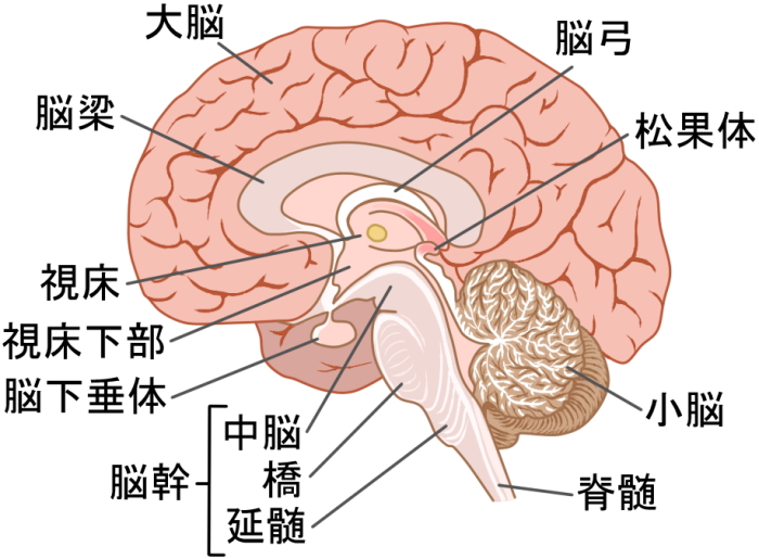 脳幹細胞