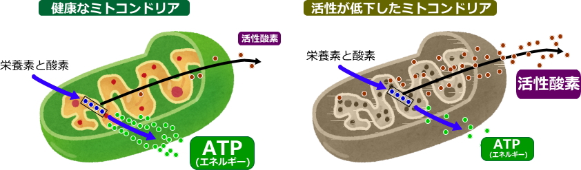 ミトコンドリアの再生・活発化