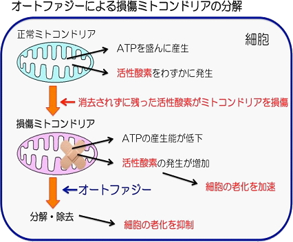オートファジー