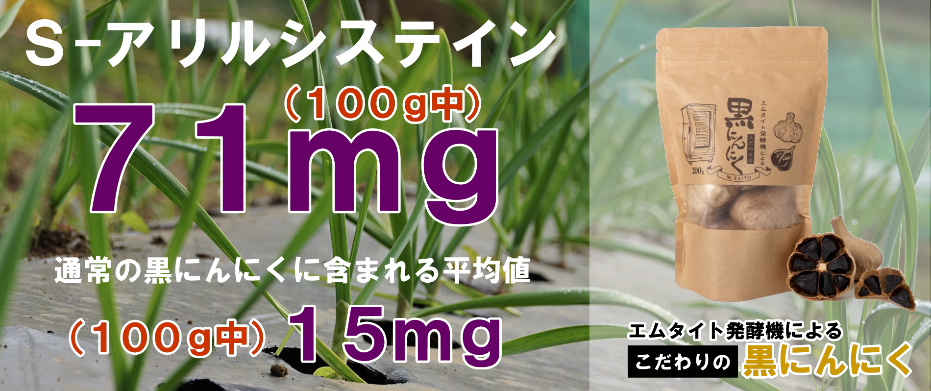 エムタイト発酵機によるこだわりの黒にんにく！ S-アリルシステイン (100g中）71mg 驚異の高濃度！ 通常の黒にんにくに含まれるS-アリルシステイン (100g中）は15mg・・この差がエムタイト発酵機の能力です。