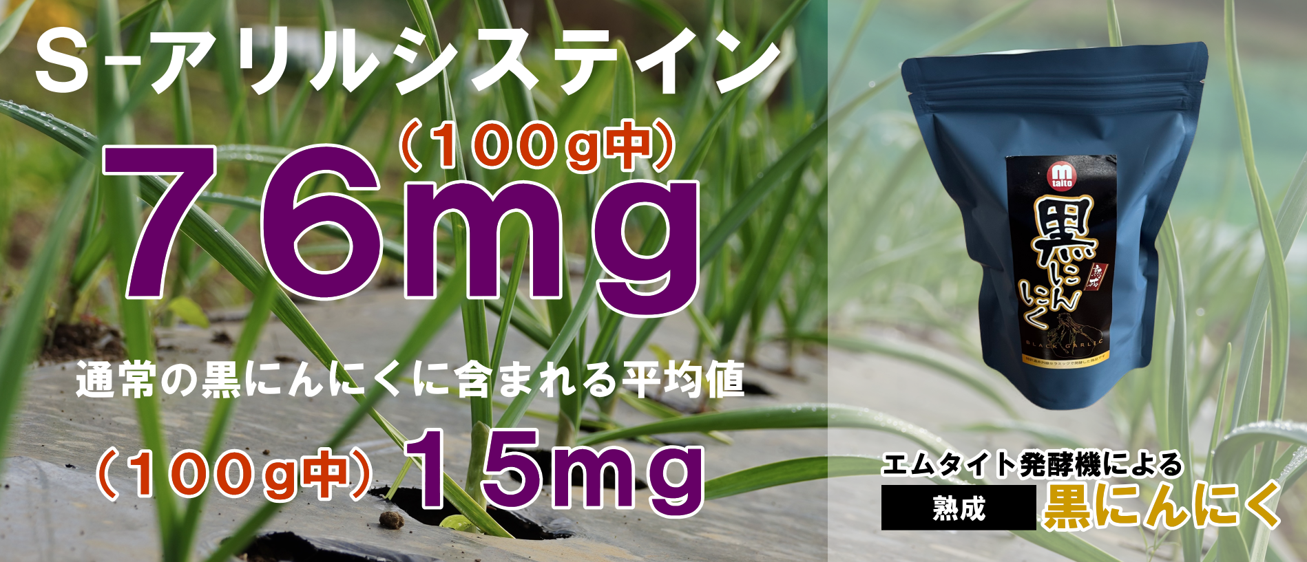 エムタイト発酵機によるこだわりの黒にんにく！ S-アリルシステイン (100g中）76mg 驚異の高濃度！ 通常の黒にんにくに含まれるS-アリルシステイン (100g中）は15mg・・この差がエムタイト発酵機の能力です。