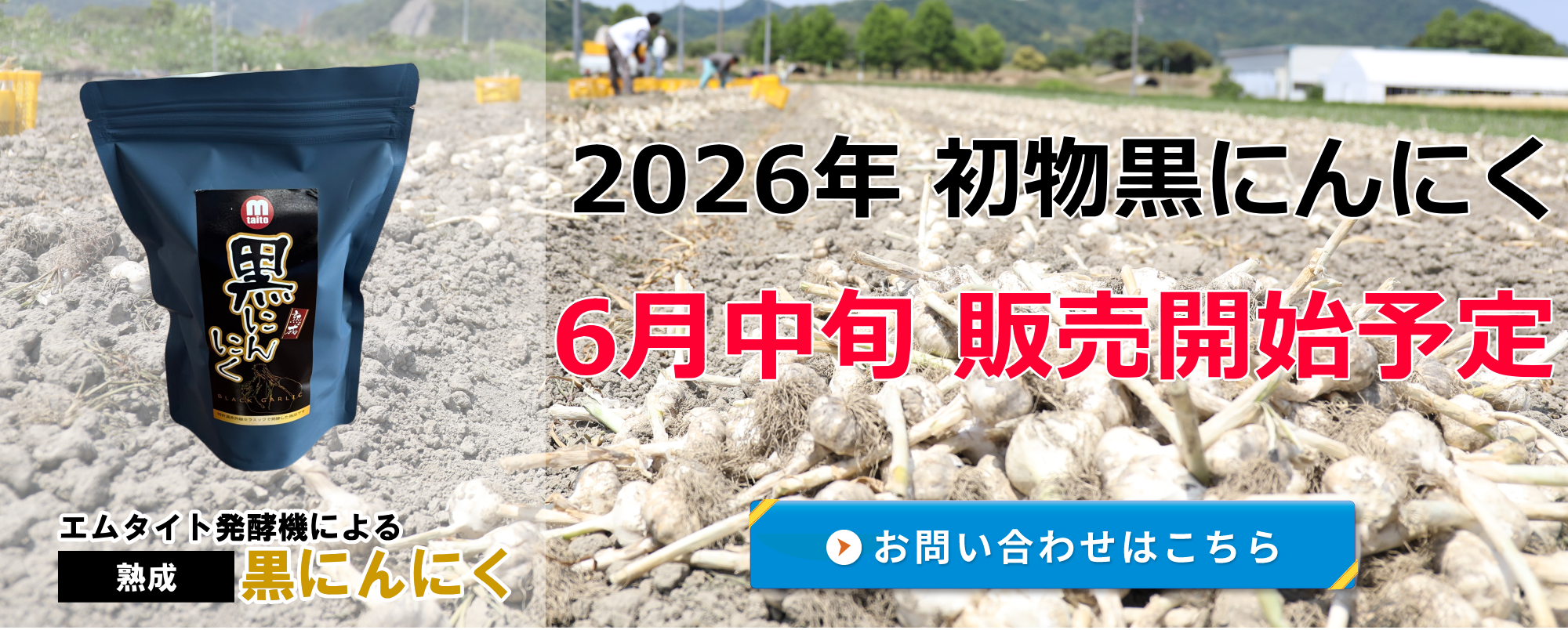 エムタイト発酵機によるこだわりの黒にんにく！ S-アリルシステイン(100g中)76mg ポリフェノール(100g中)1006mg 大好評につき、現在数量限定販売を行っております。数量に限りがありますので専用お問い合わせフォームよりお問い合わせ下さい。
